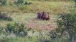 Mother Buffalo Did This To Save Her Calf From The Savage Attack Of Lions   Lion vs Elephant, Buffalo