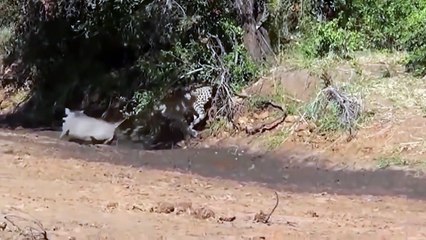 Cheetah Vs Warthog Incredible Battle for Survival! Warthog Chew The Cheetah's Head To Save Her Baby