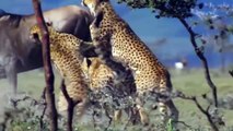 Unbelievable!!! Hungry Leopard Gets Defeated By Prickly Porcupine – Leopard vs Wildebeest, Lions