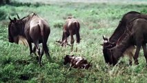 Wildebeest Pierced Cheetah's Stomach With Horns – Wild Dogs Wants To Steal Prey From Cheetah's Mouth