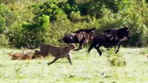 WORLD’S FASTEST ANIMALS FAIL! Mother Wildebeest Take Down Cheetah With Horns To Save Her Baby