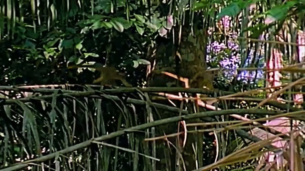 Rare story... Ferocious Lion Rushes To Attack Cheetah To Rescue Impala - Eagle vs Cheetah, Warthog