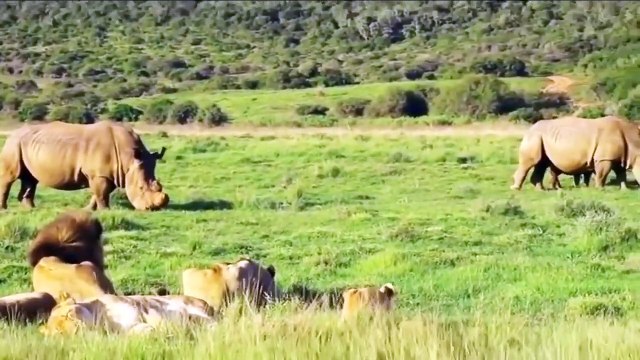 Lion Mistakes When Challenged Rhino - Mother Rhino Use Horns Take Down Lion To Save Her Baby