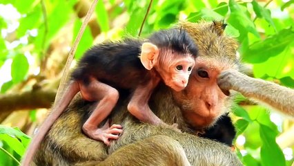 Leopard Risked Their Lives When Hunting Porcupine - Maasai Clever To Use This Method To  Rescue