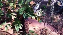 Python Tighten Leopard - Leopard vs Python Fight Very Fierce, Who is Win Tiger Hunts Large Gaur