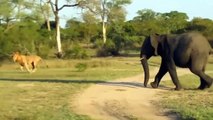 Baby Elephant Called Out To Elephant Herd To Help Her Escape Bloodthirsty Crocodile Ambush In River