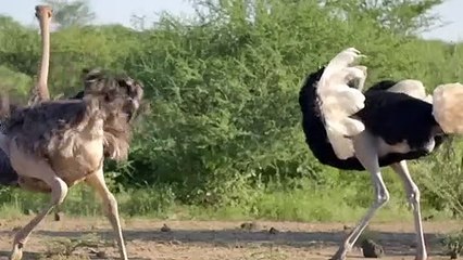 Unbelievable... Ostrich, Python, Porcupine Joins Forces To Destroy Leopard To Protect Their Babies