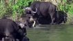 Top Preys Who Can Defend Themselves Against Lions – Herd Rescues Buffalo from Lions and Crocodiles