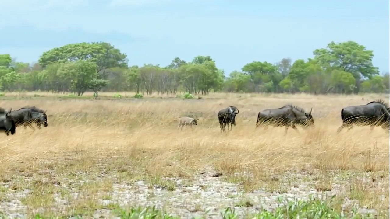 Flying Cheetah! Mother Wildebeest Launches Cheetah Into The Air To Save Baby, Lion vs Leopard