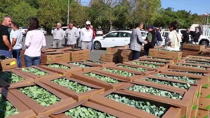 Üreticilere 125 bin sebze fidesi dağıtıldı