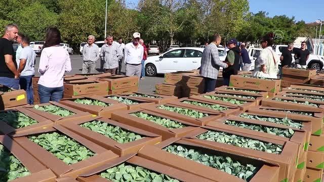 Üreticilere 125 bin sebze fidesi dağıtıldı