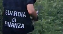 Pescara - Sequestrata piantagione di marijuana in un terreno: denunciato proprietario (06.09.22)