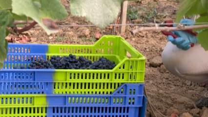 Amantes del vino francés esperan lista con los mejores