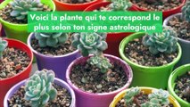 La plante idéale selon ton signe astrologique