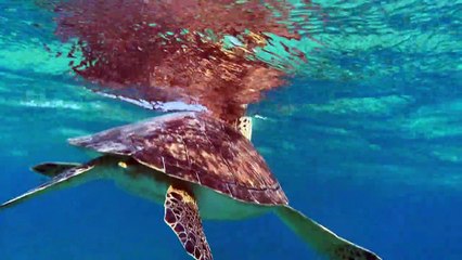 Green turtle glides through glistening waters of Cyprus
