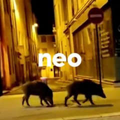 Des sangliers profitent du couvre-feu pour se balader dans Nîmes