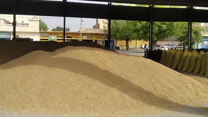 Download Video: Paddy arrival will increase in mandis till Navratri, picture of government procurement is not clear yet