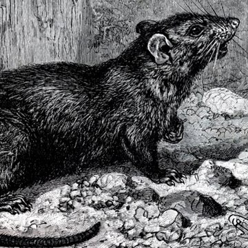 Quand Paris organisait un concours pour lutter contre la prolifération des rats