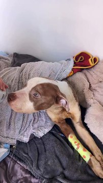 Appeal launched after dog found 'just skin and bones'