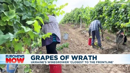 Grapes of wrath: Ukraine's winegrower 'closest to the frontline'