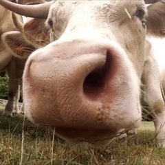Y’a-t-il plus de vaches que d’habitants dans votre département ?