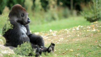 L'impact sur les singes du retour des visiteurs dans les zoos