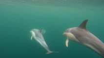 Stunning underwater footage shows dolphins swimming off the coast of Scotland