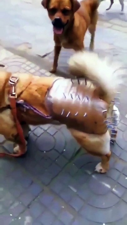 dog funny video