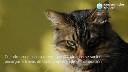 El precio del último adiós a las mascotas  así son los crematorios de animales