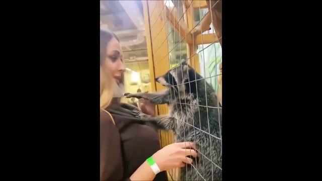 Ce raton laveur est tombé amoureux