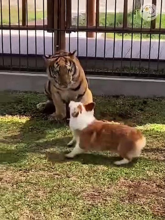 Attack Of The Funny Dogs  The Best Videos About Dogs Part-11