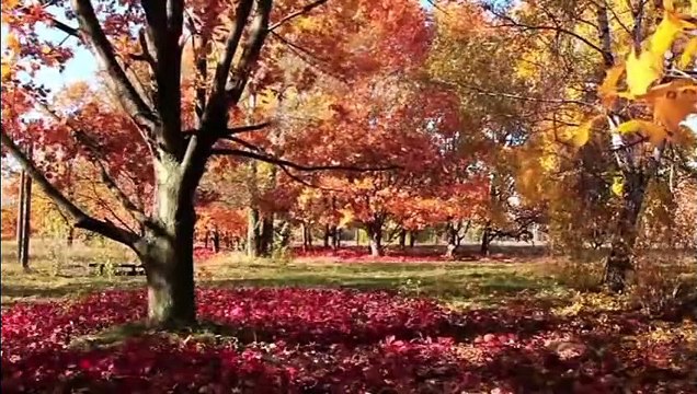 Musique de guérison pour le cœur. Musique douce, calme le système nerveux et plaît à l'âme #2