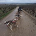 En Gironde, ces chiens de traîneau parcourent les vignes