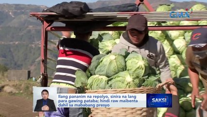 Ilang pananim na repolyo, sinira na lang para gawing pataba; hindi raw maibenta dahil sa mababang presyo | Saksi