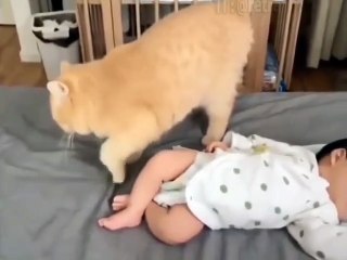 El gato intenta tapar el olor