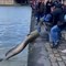 Un énorme silure a été pêché dans le canal de l'Ourcq à Paris