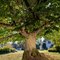 Le plus bel arbre de France est un châtaignier planté sous le règne de Louis XIV