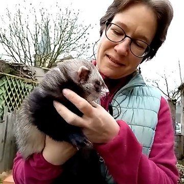 Élodie recueille des furets et s'en occupe 7 jours sur 7 dans son refuge