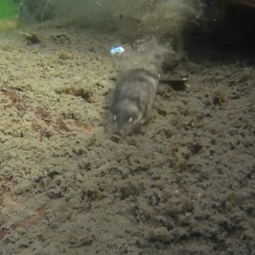 Le desman des Pyrénées est en voie de disparition