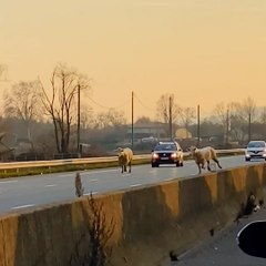 Des vaches provoquent un bouchon sur l'autoroute A6 !
