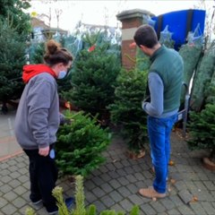 3 conseils pour bien choisir son sapin de Noël