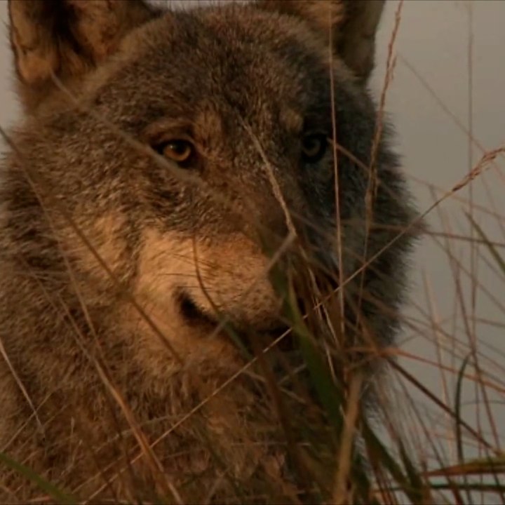 Une meute de loups aperçue dans les rues de Modane