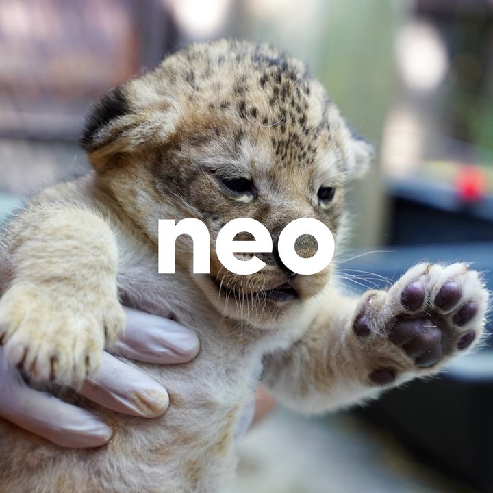 Naissance exceptionnelle de deux lionceaux au zoo d'Amnéville