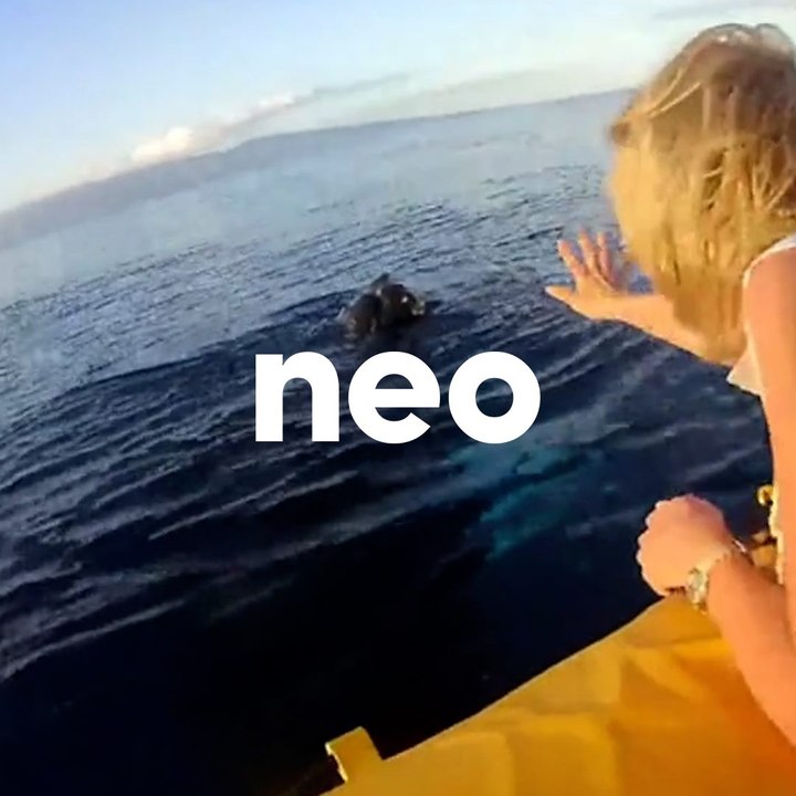 Pourquoi les baleines sont de plus en plus présentes au large de la Bretagne ?