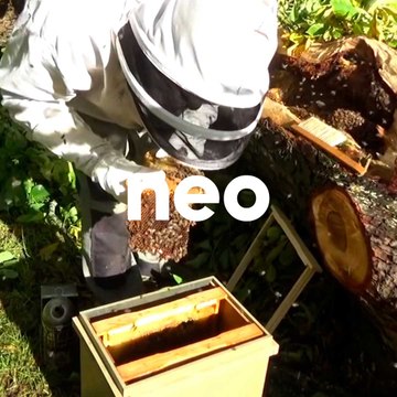 Fred nous montre les 5 étapes nécessaires pour sauver une colonie d'abeilles sauvages