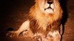 sher ki awaaz video, lion in forest hunting,  the lion in the forest goes roar, catching lion in forest, lions are sitting on a sled, lion hunter killed by lion, lion roar in forest, lion in forest fight, lion roar sound in forest,  animal survival in the