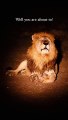 sher ki awaaz video, lion in forest hunting,  the lion in the forest goes roar, catching lion in forest, lions are sitting on a sled, lion hunter killed by lion, lion roar in forest, lion in forest fight, lion roar sound in forest,  animal survival in the