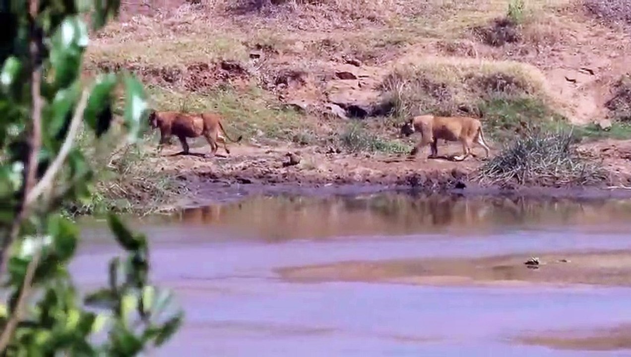 lion in forest fight, the strongest lion pride,sher ki awaaz video, lion in forest hunting,  the lion in the forest goes roar, catching lion in forest, lions are sitting on a sled, lion hunter killed by lion, lion roar in forest, lion in forest fight,