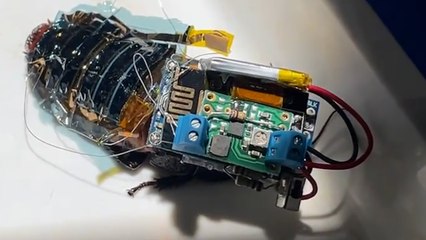 Un equipo de investigadores internacional ha creado un híbrido de cucaracha y máquina