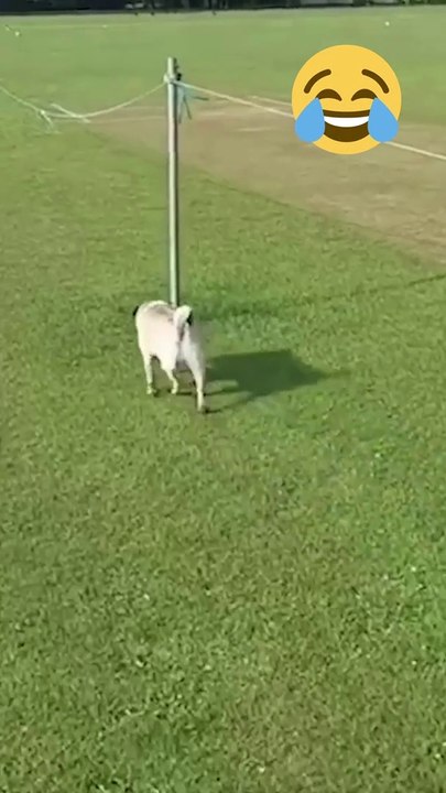 Funniest Animals - Best Of The 2022 Funny Animal Videos #shorts